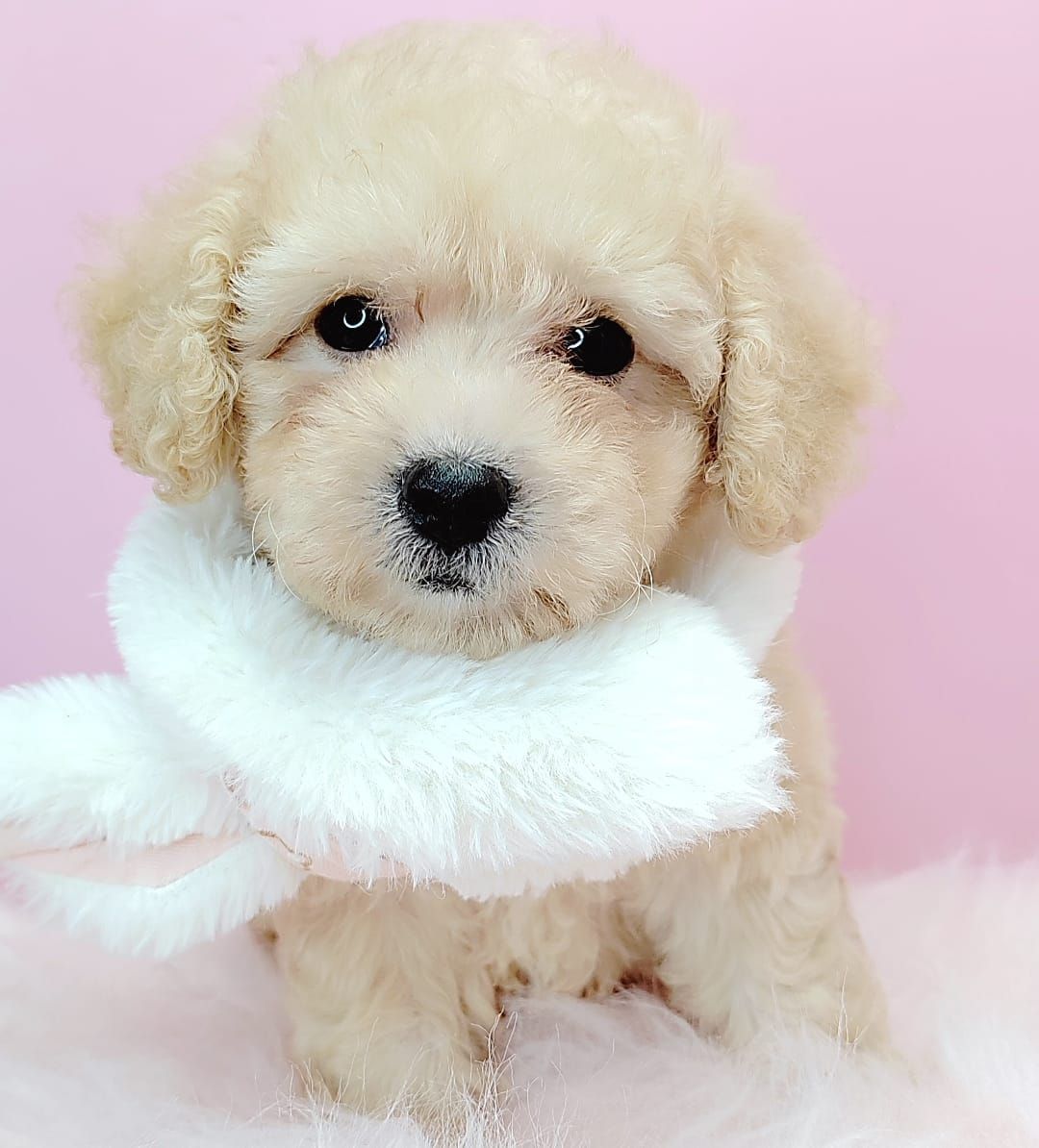Poodle 娉拌开璐靛