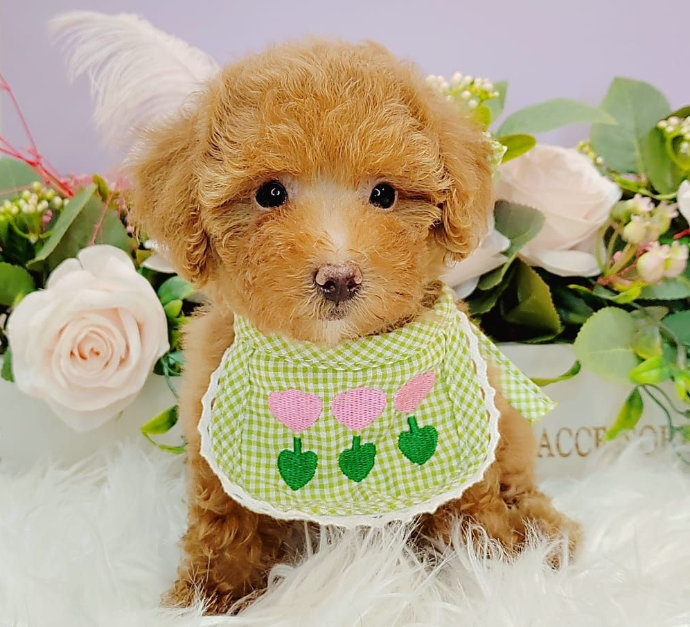  Poodle 娉拌开璐靛