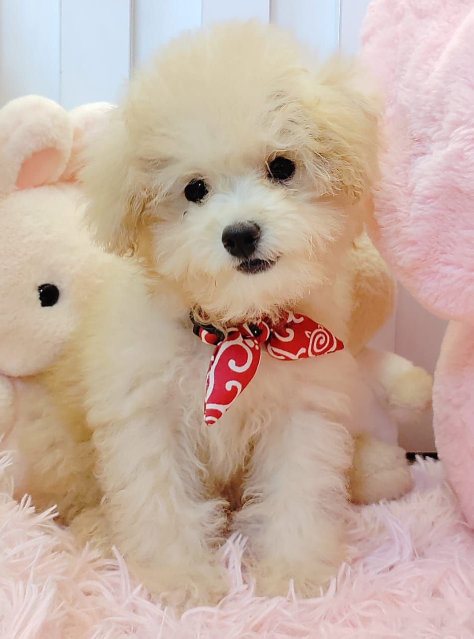Maltipoo 马尔泰迪