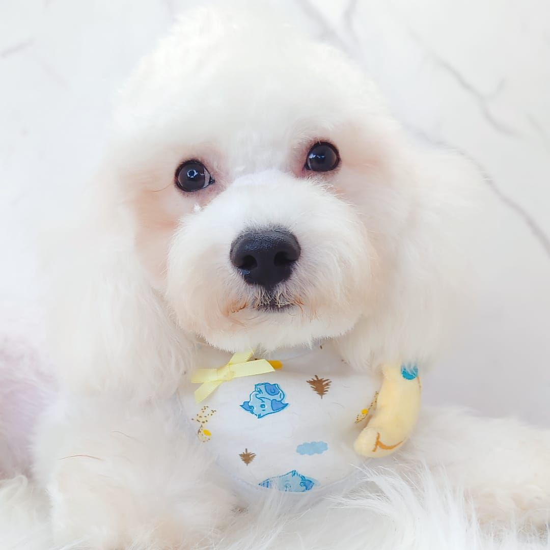 Maltipoo 马尔泰迪