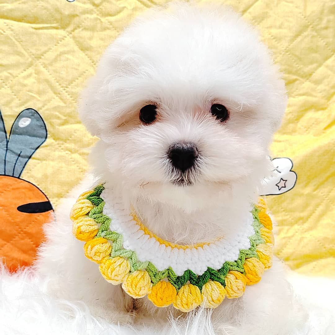 Maltipoo 马尔泰迪