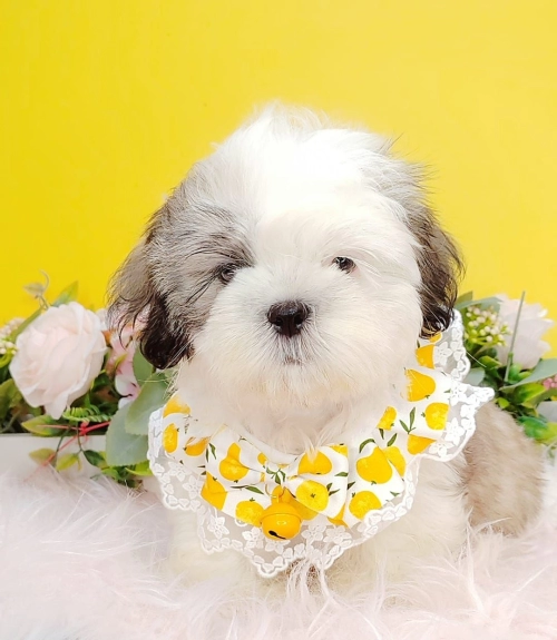 Shih Tzu ʩ - FURGATHER DESTINY PET HOUSE