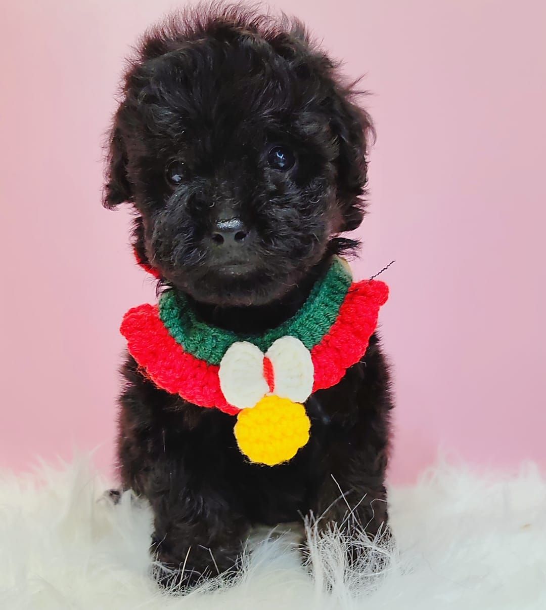Poodle 娉拌开璐靛