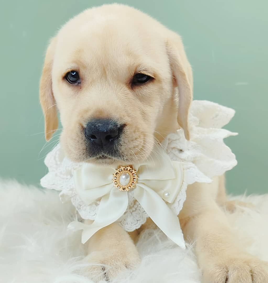Labrador Retriever 拉布拉多