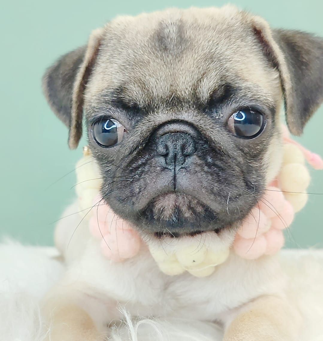 Pug 巴哥