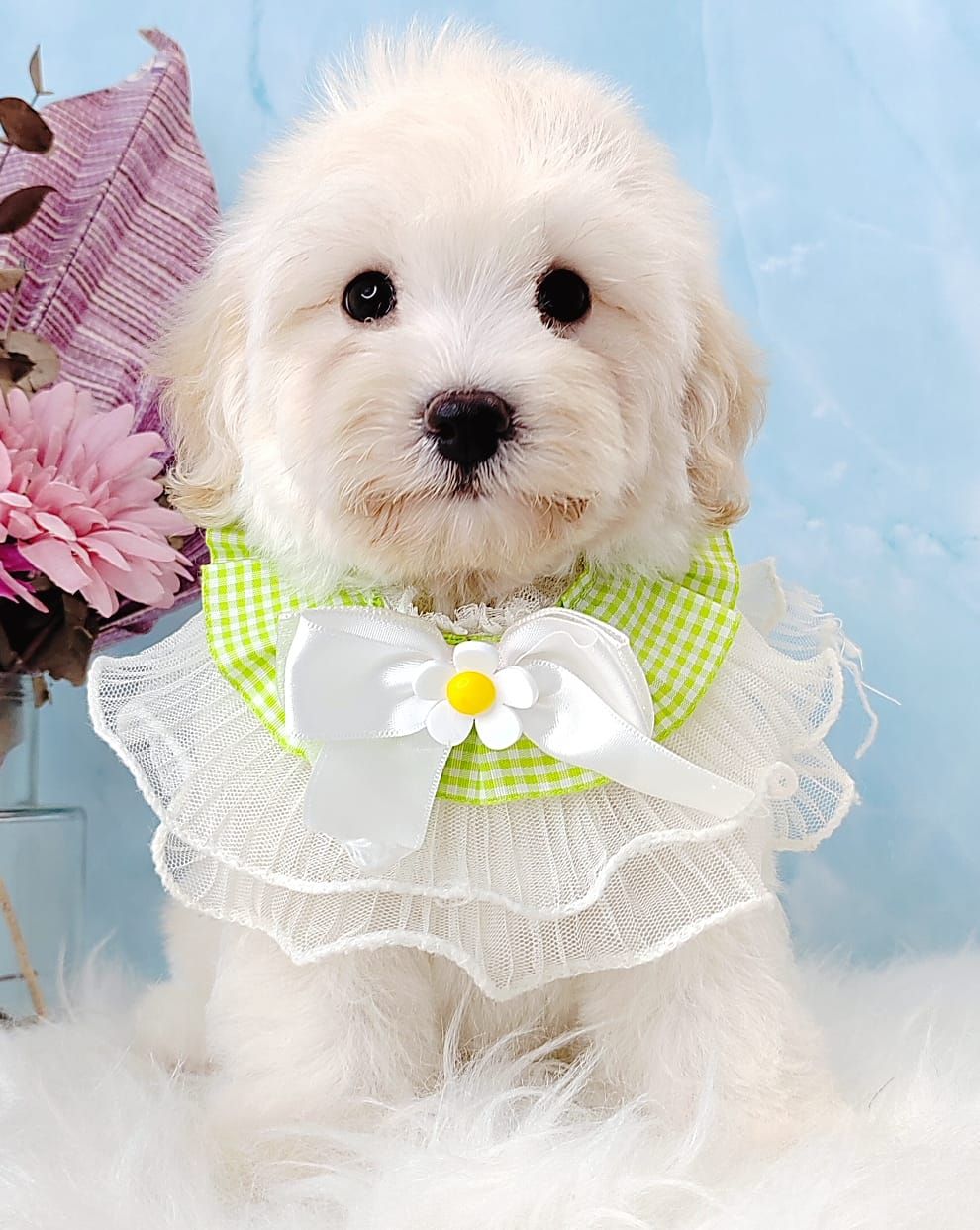Maltipoo 马尔泰迪