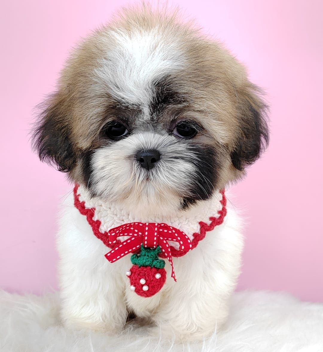 Shih Tzu 西斯