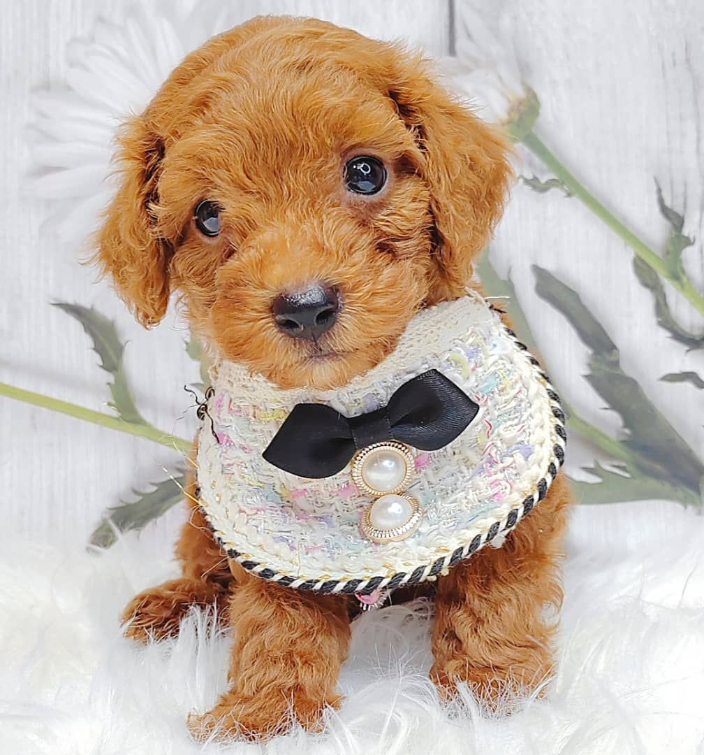 Poodle 娉拌开璐靛