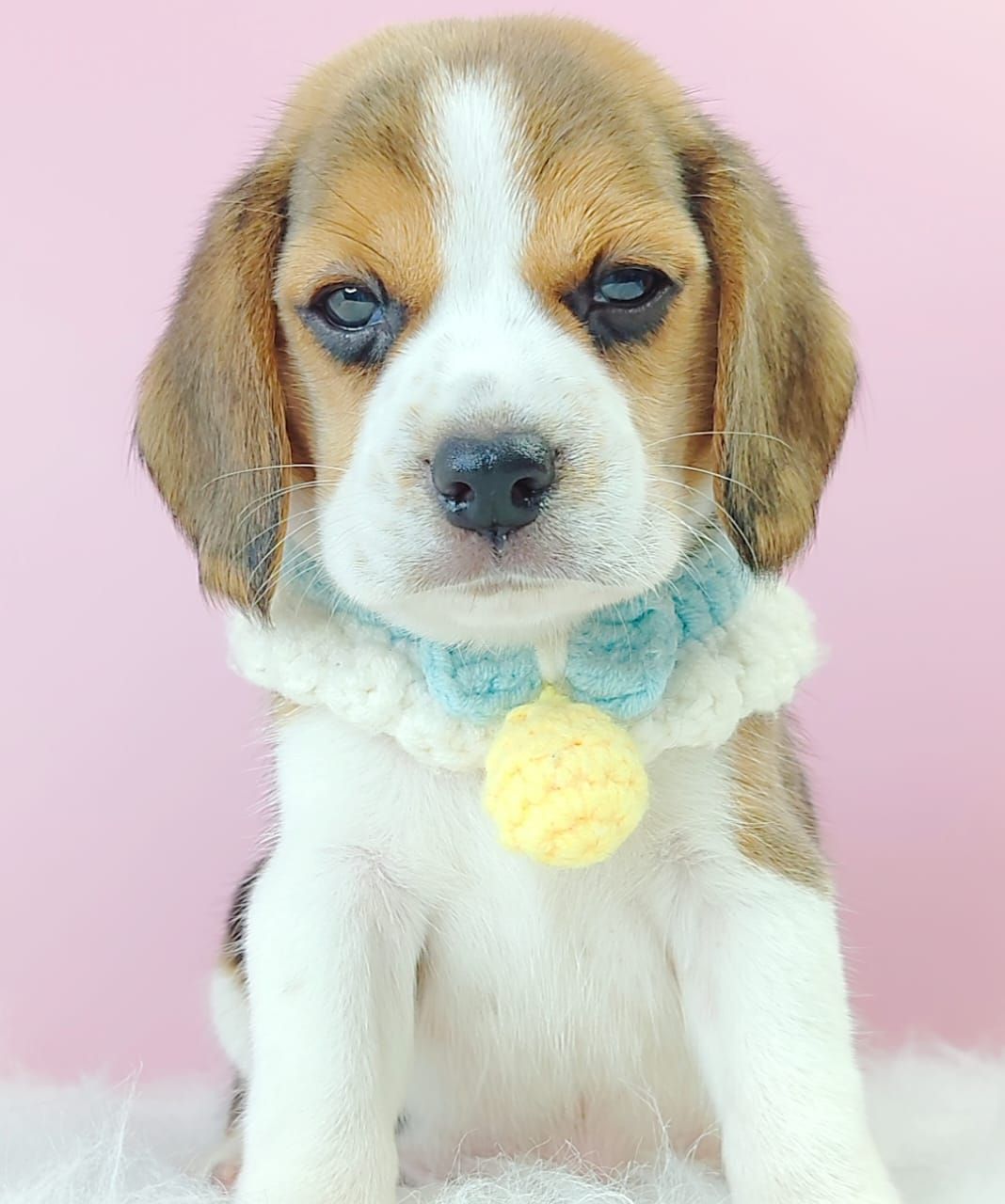 Beagle 米格鲁