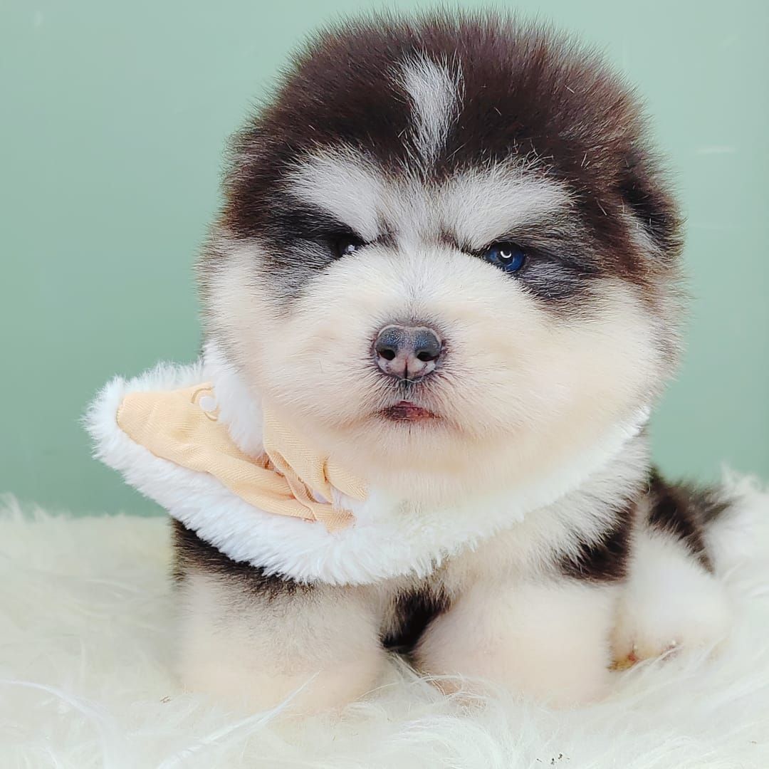 Wooly Alaskan 长毛哈士奇