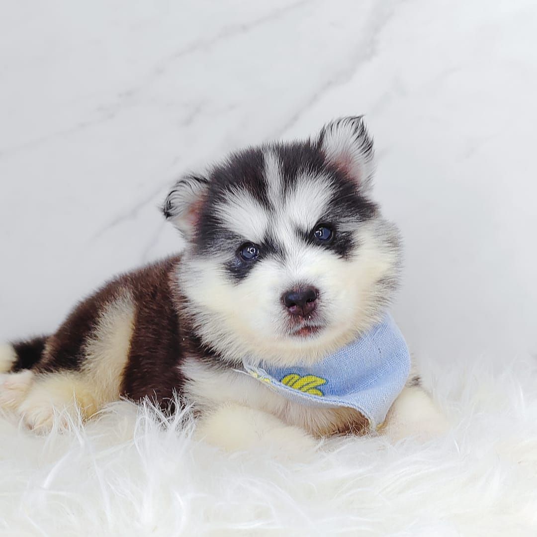 Wooly Husky 哈士奇