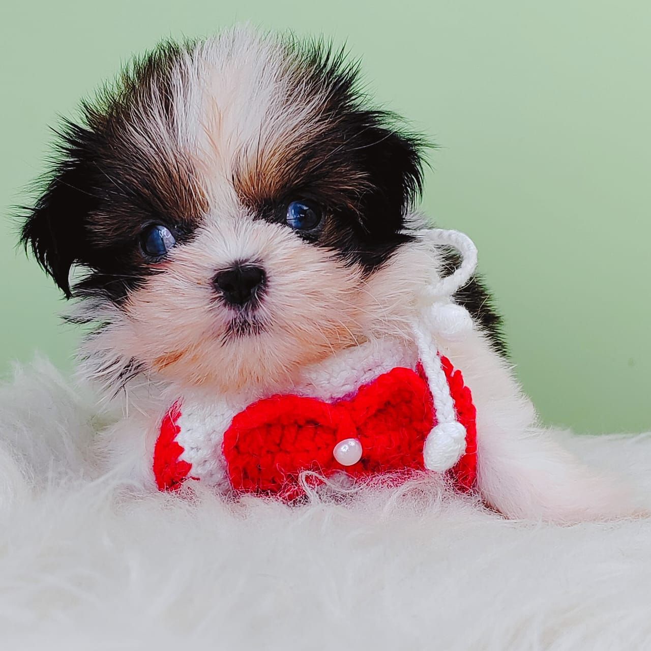 Shih Tzu 西施
