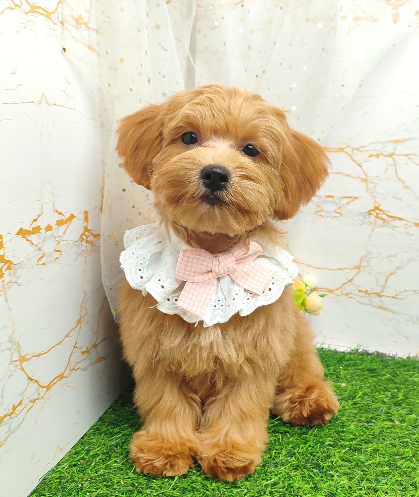 Poodle 娉拌开璐靛