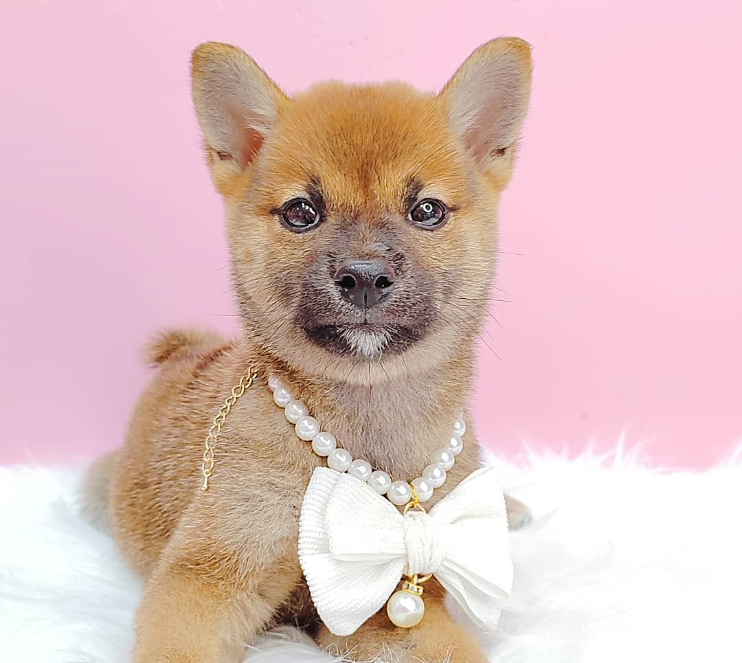 Shiba Inu 柴犬