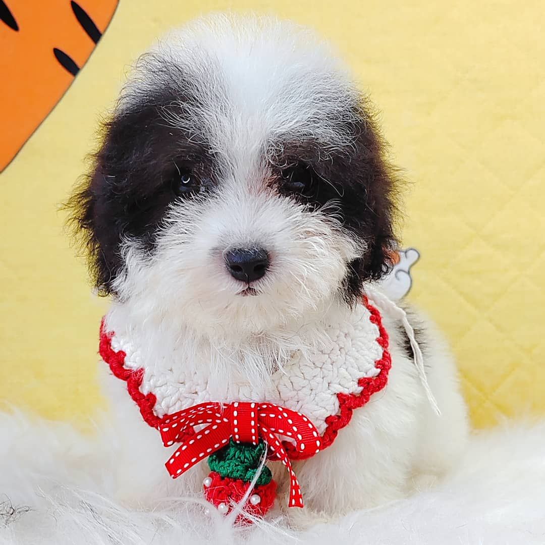 Poodle 娉拌开璐靛