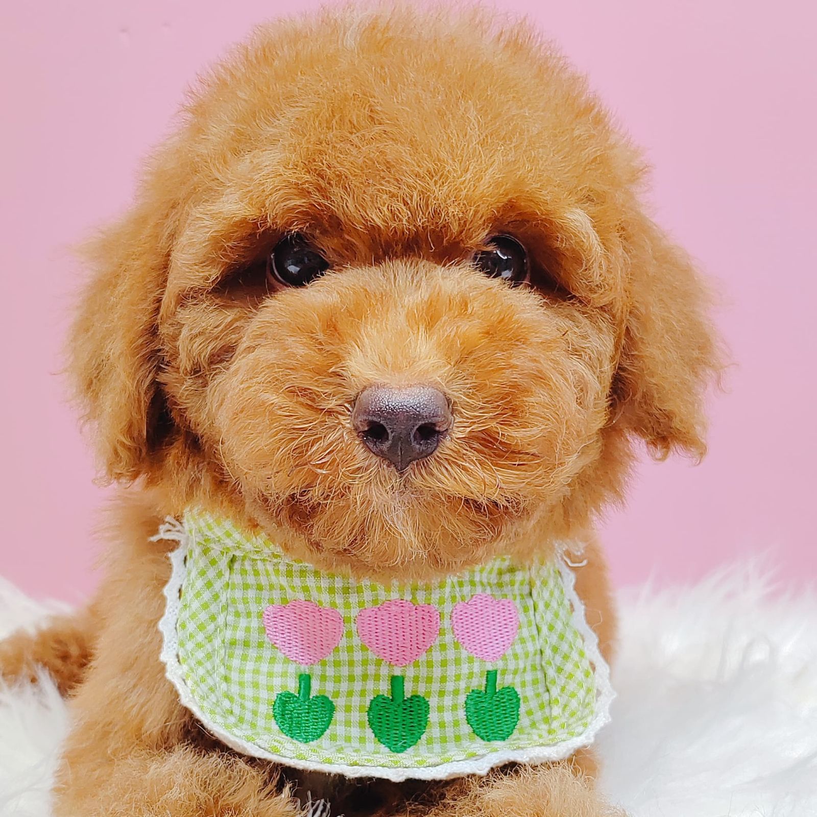 Poodle 璐靛娉拌开