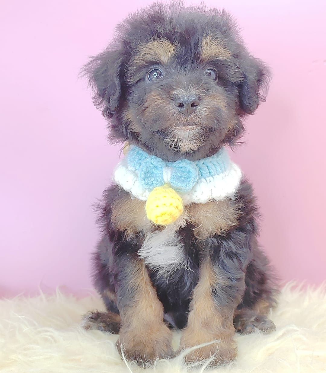 Poodle 娉拌开璐靛