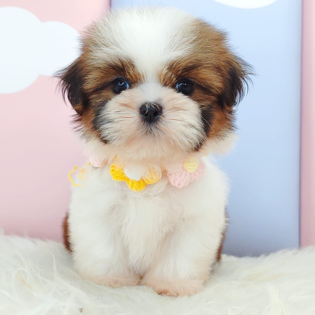Shih Tzu 西施