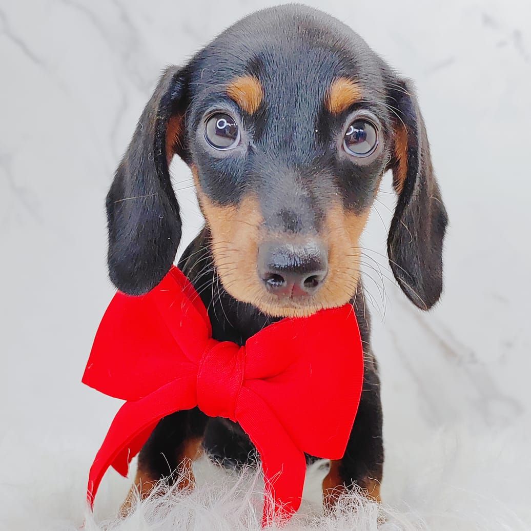 Dachshund 腊肠狗