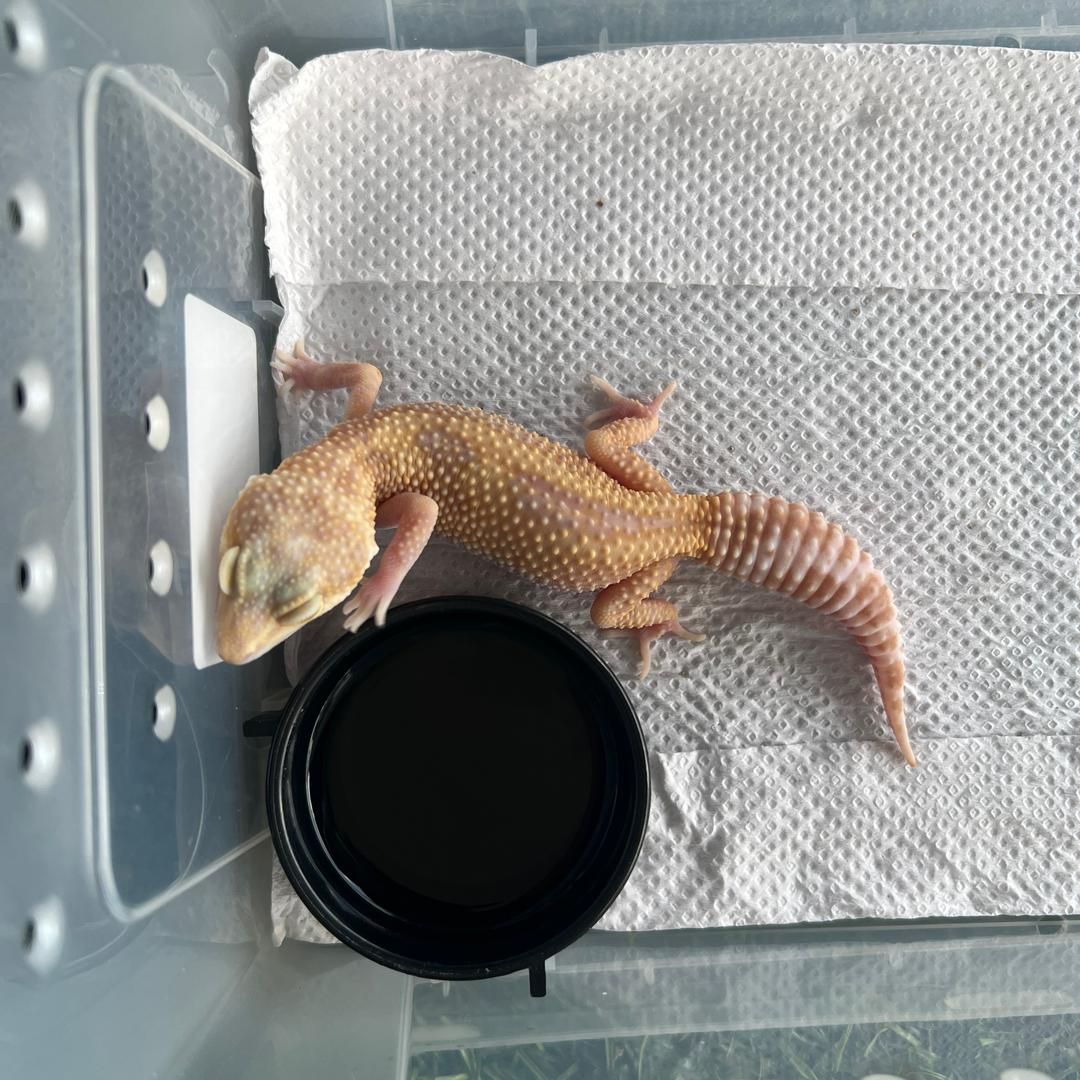 Macksnow Tremper (Female)