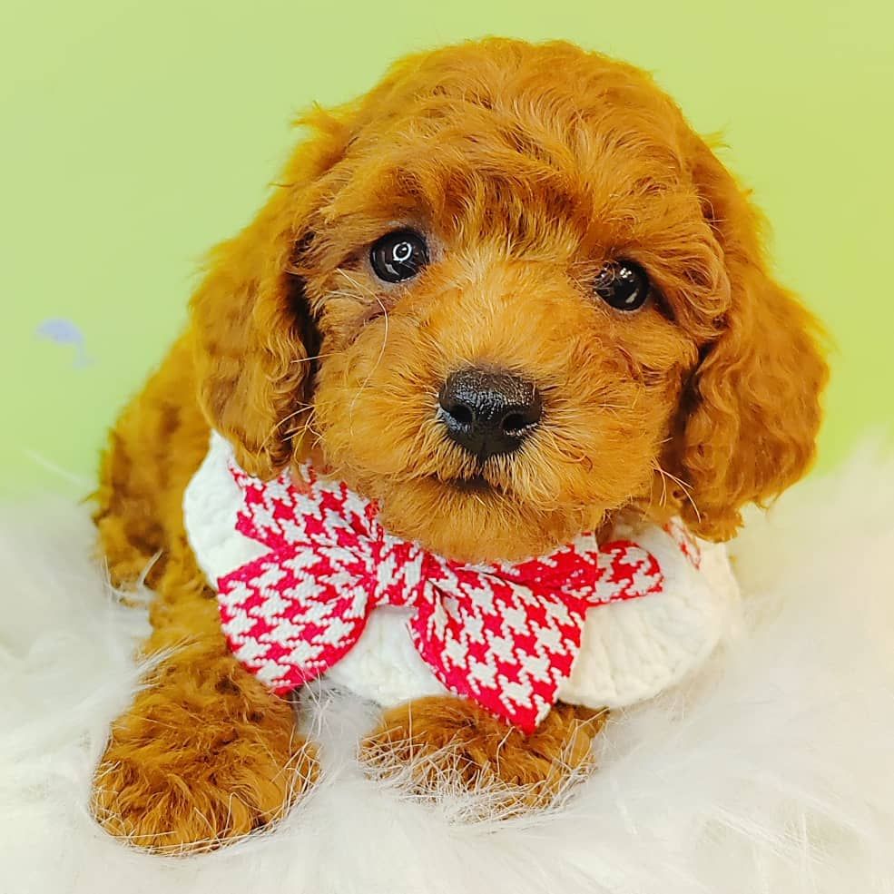Maltipoo 马尔泰迪