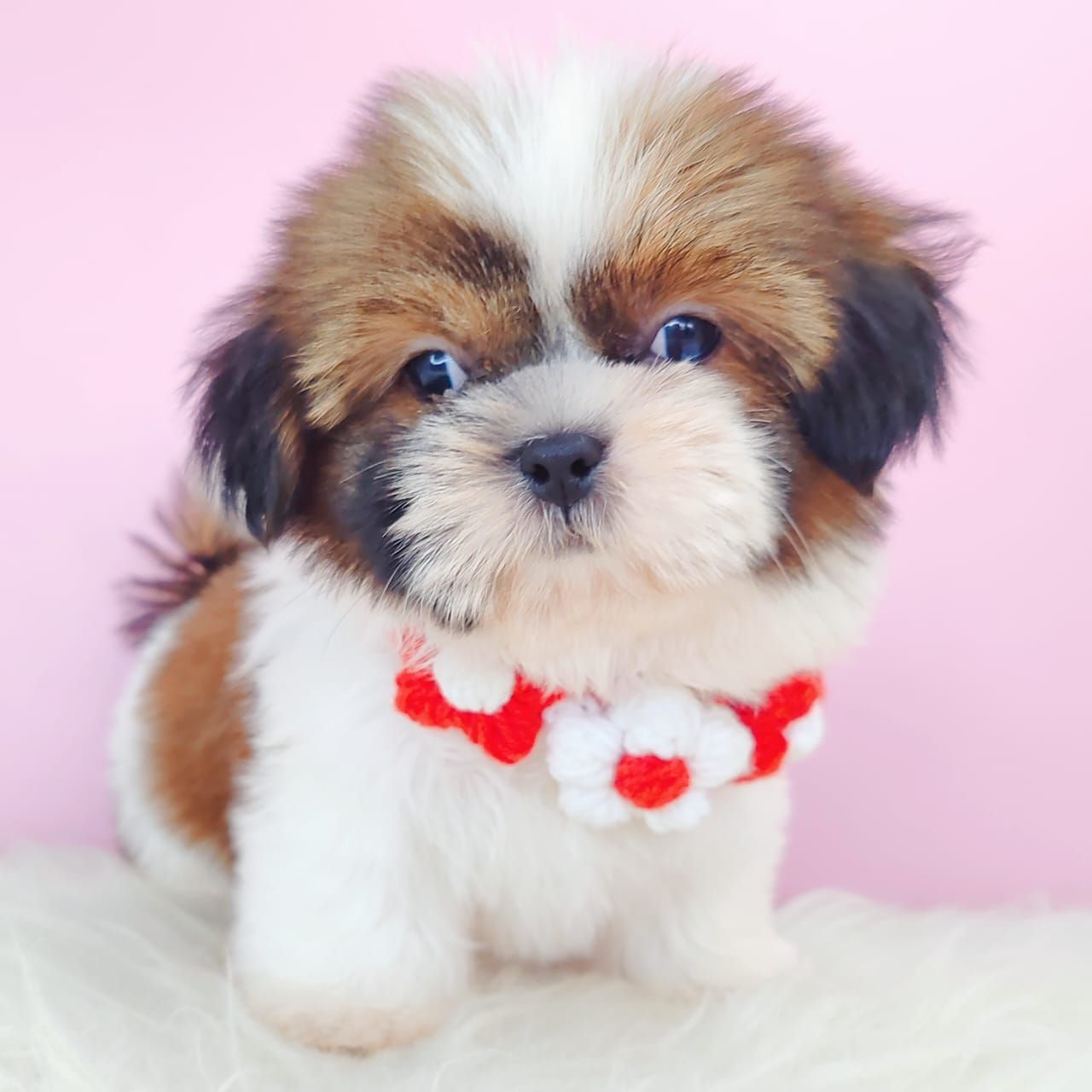 Shih Tzu 西施