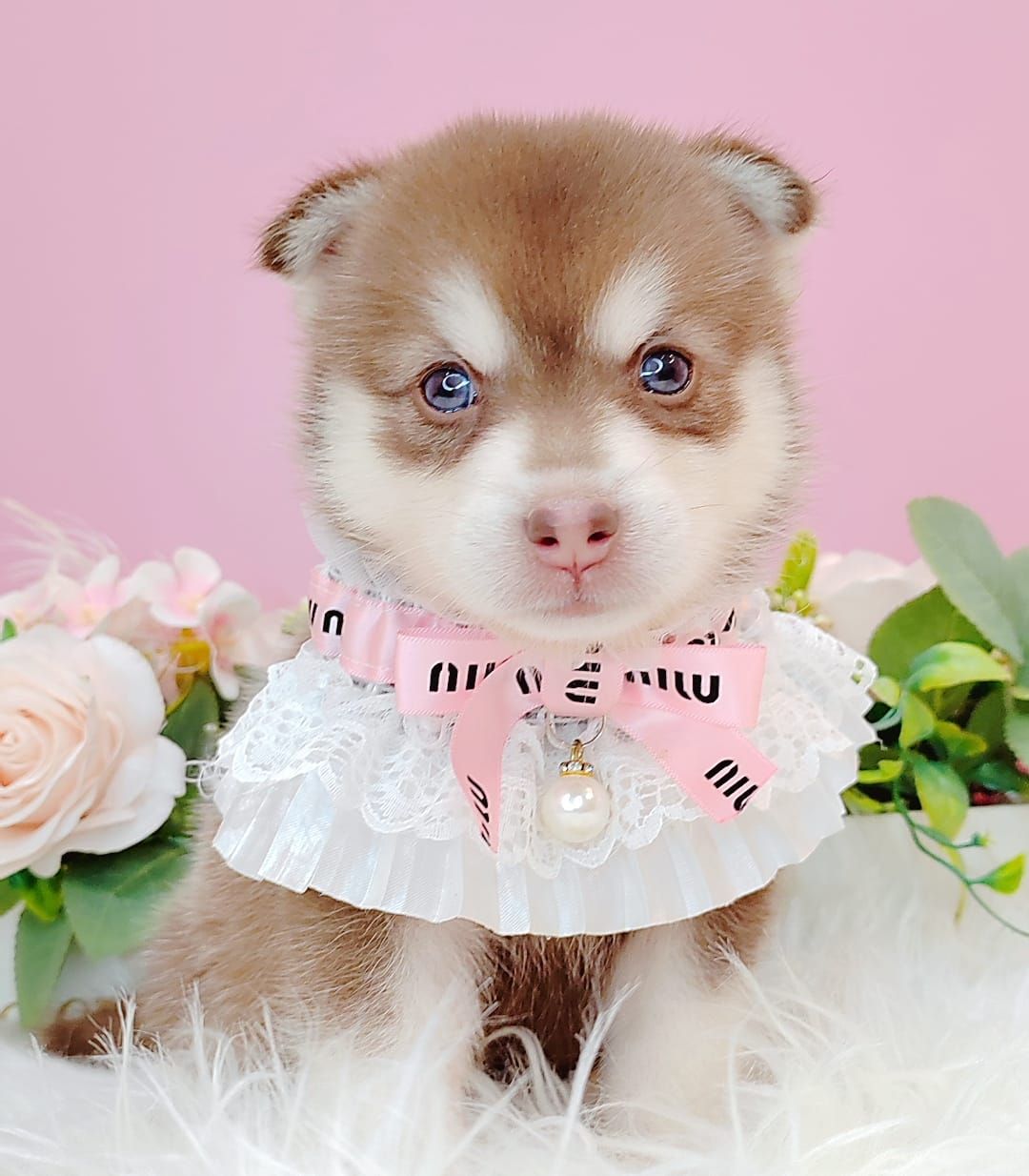 Pomsky 博士奇