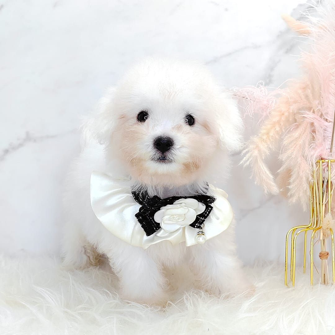 Bichon Frise 比熊