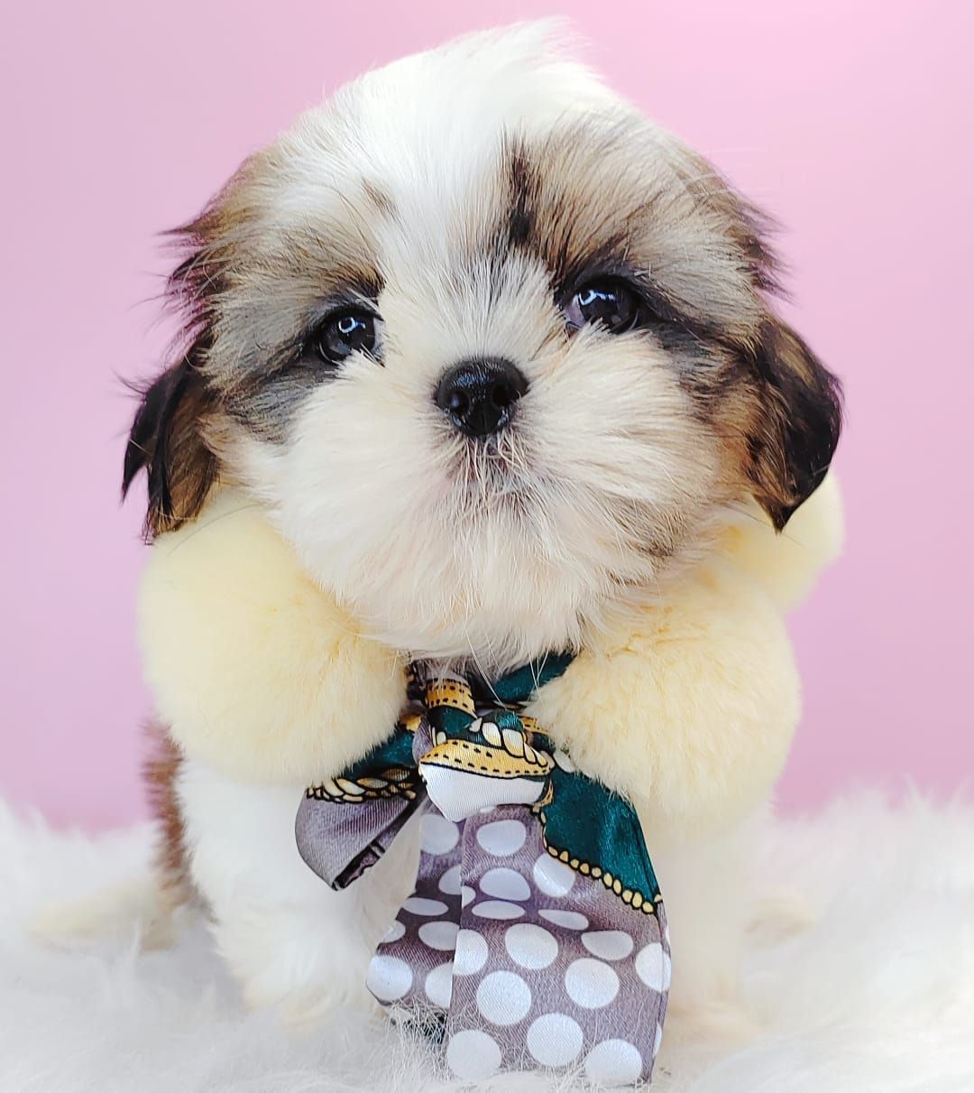 Shih Tzu 西施
