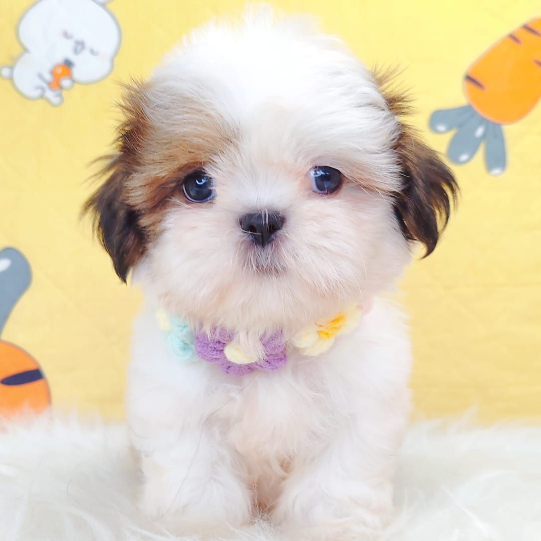 Shih Tzu 西施