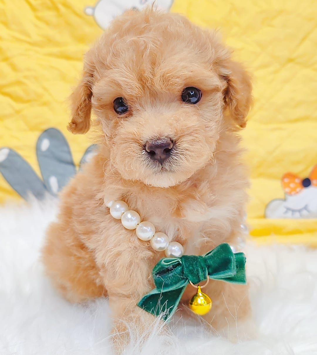 Maltipoo 马尔泰迪