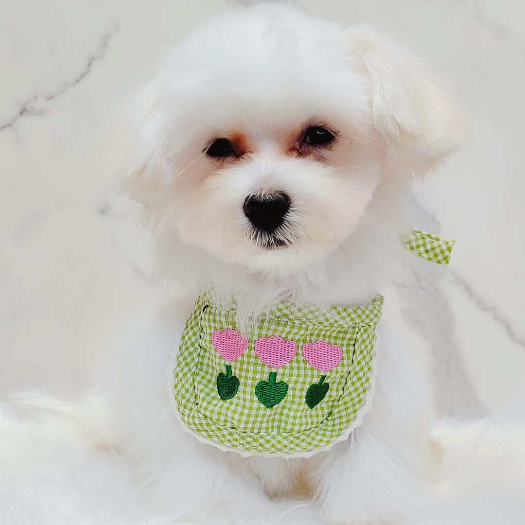 Maltese 马尔济斯