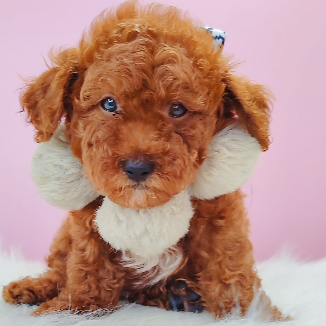 Poodle 娉拌开璐靛
