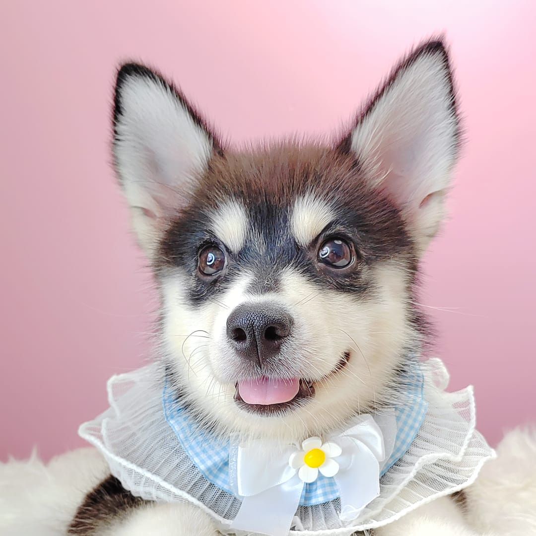 Pomsky 博士奇