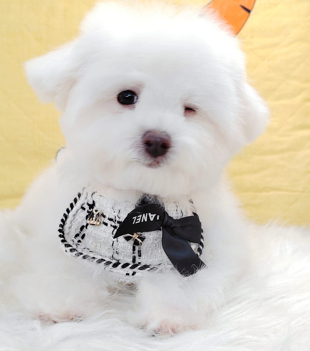 Maltipoo 马尔泰迪