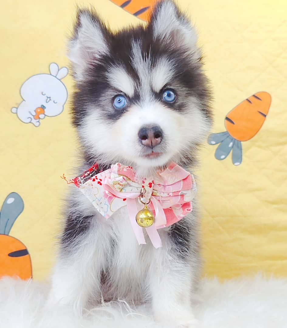 Wooly Husky 哈士奇