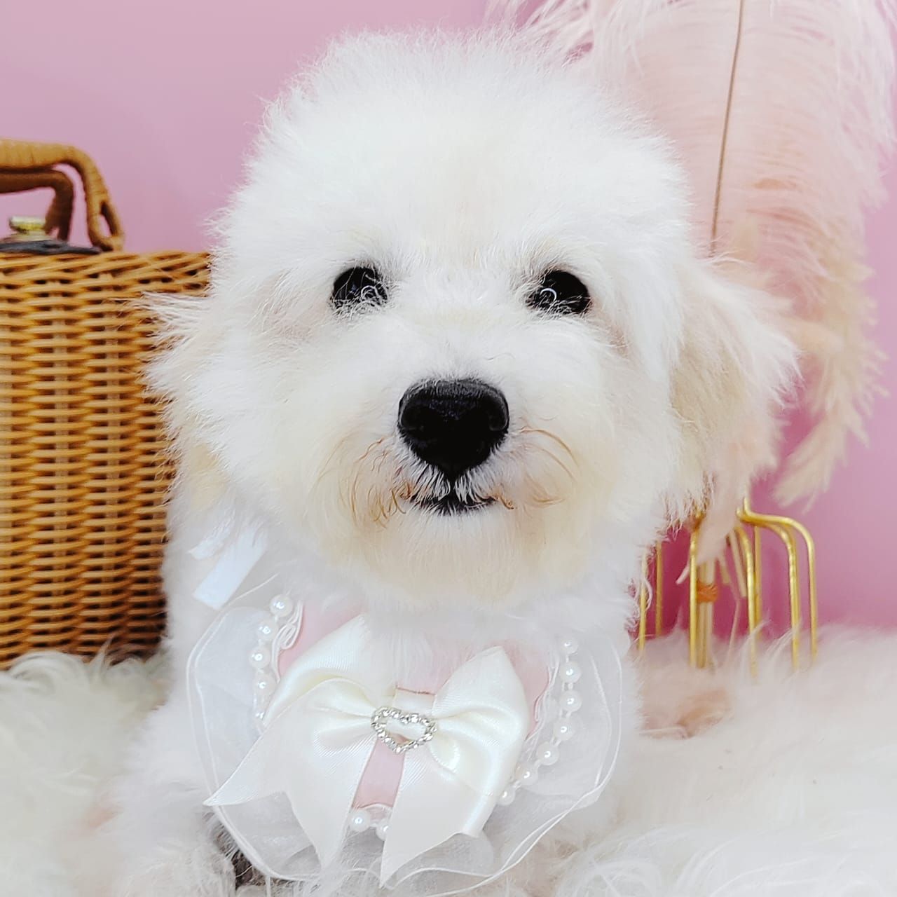Poodle 娉拌开璐靛