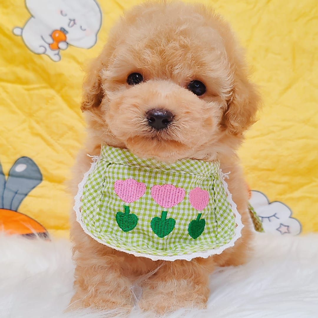 Poodle 娉拌开璐靛