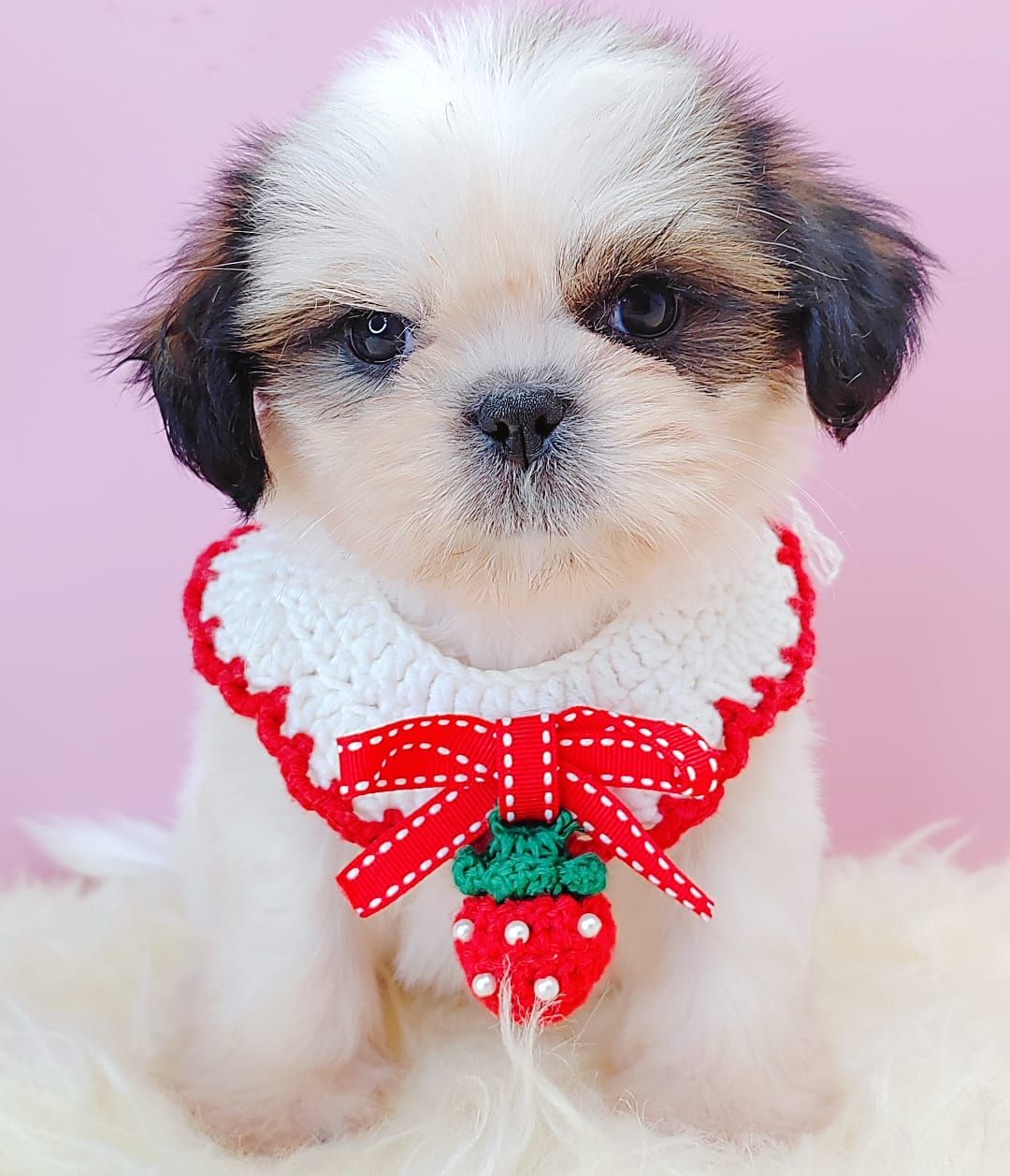Shih Tzu 西施