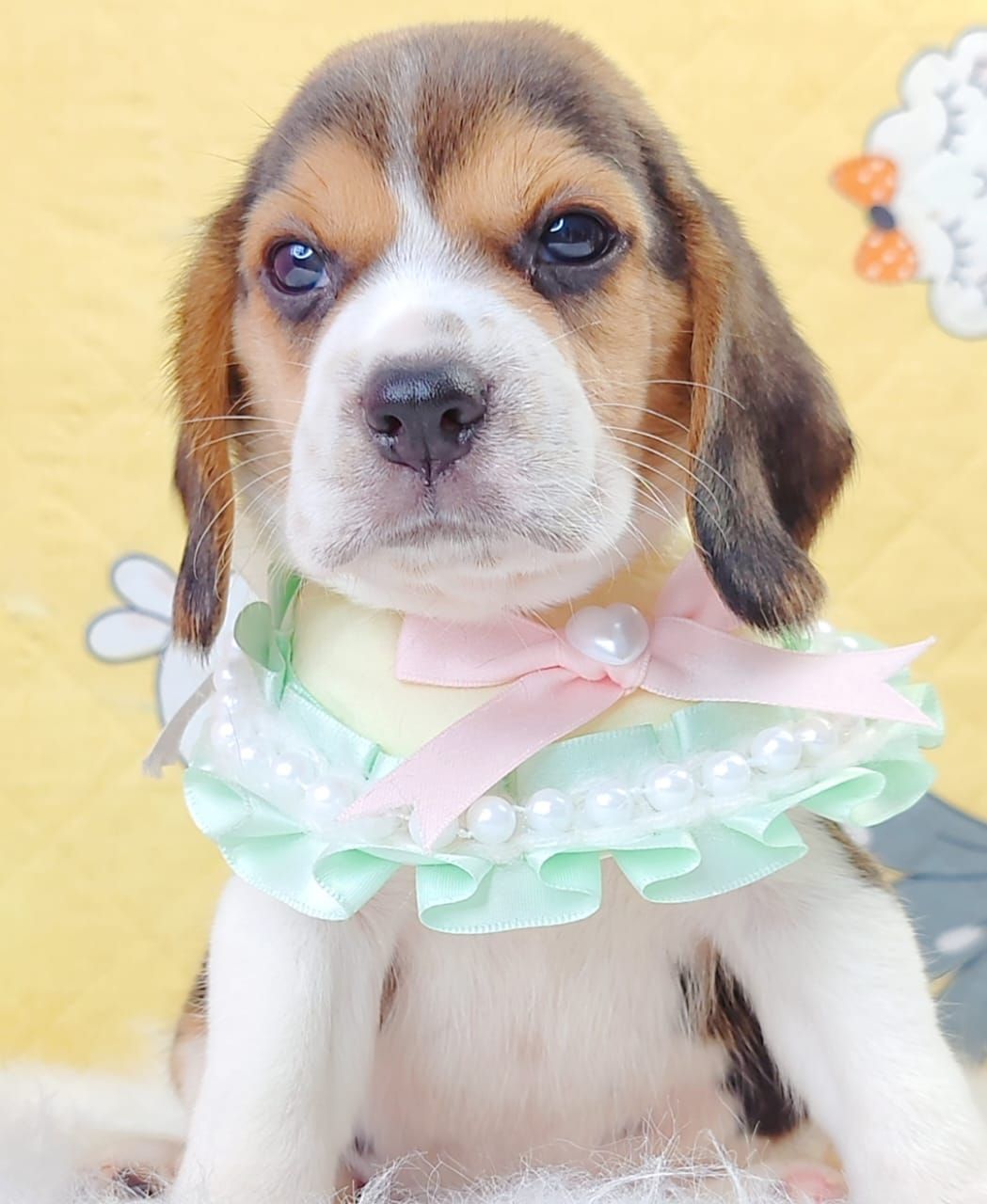 Beagle 米格鲁