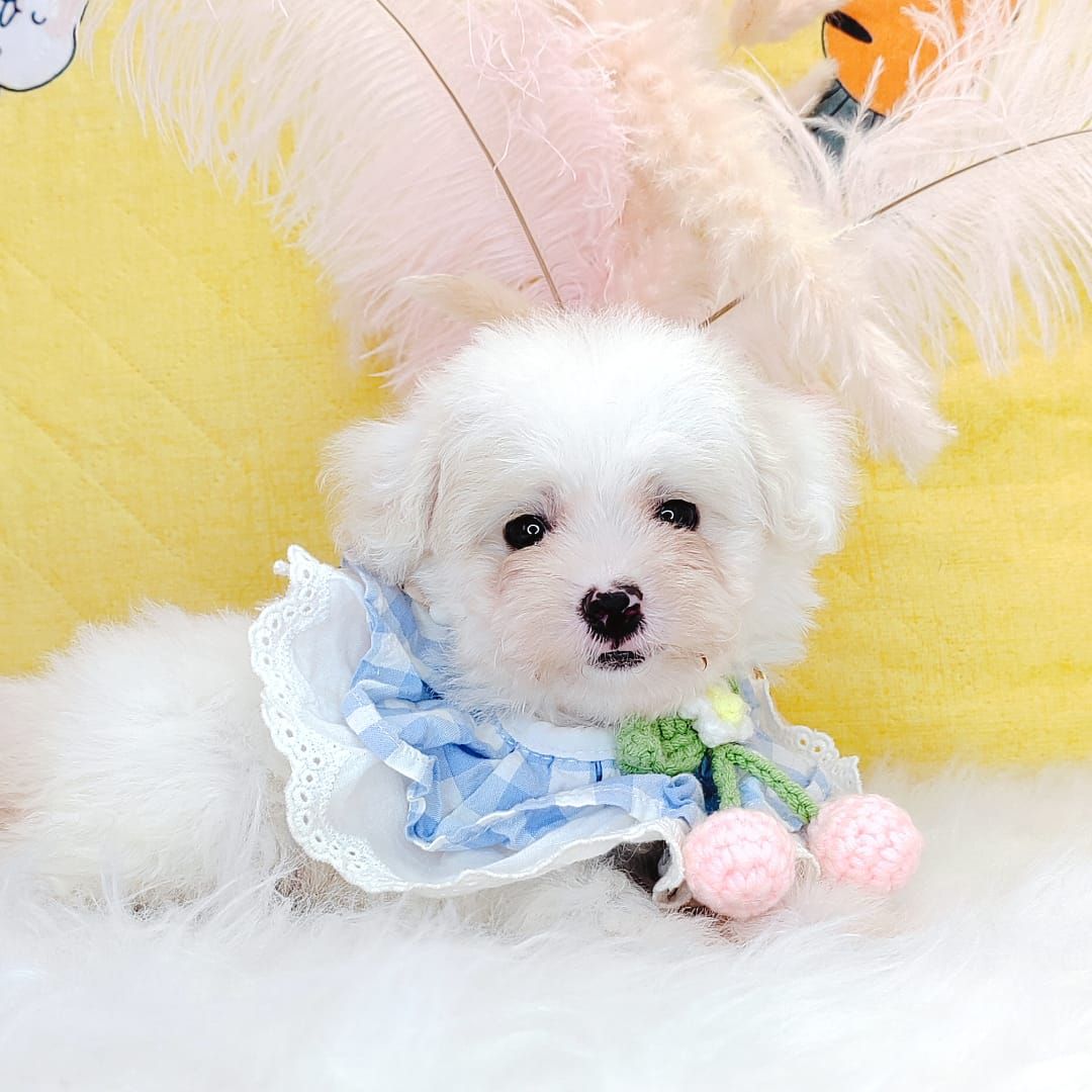 Poodle 娉拌开璐靛