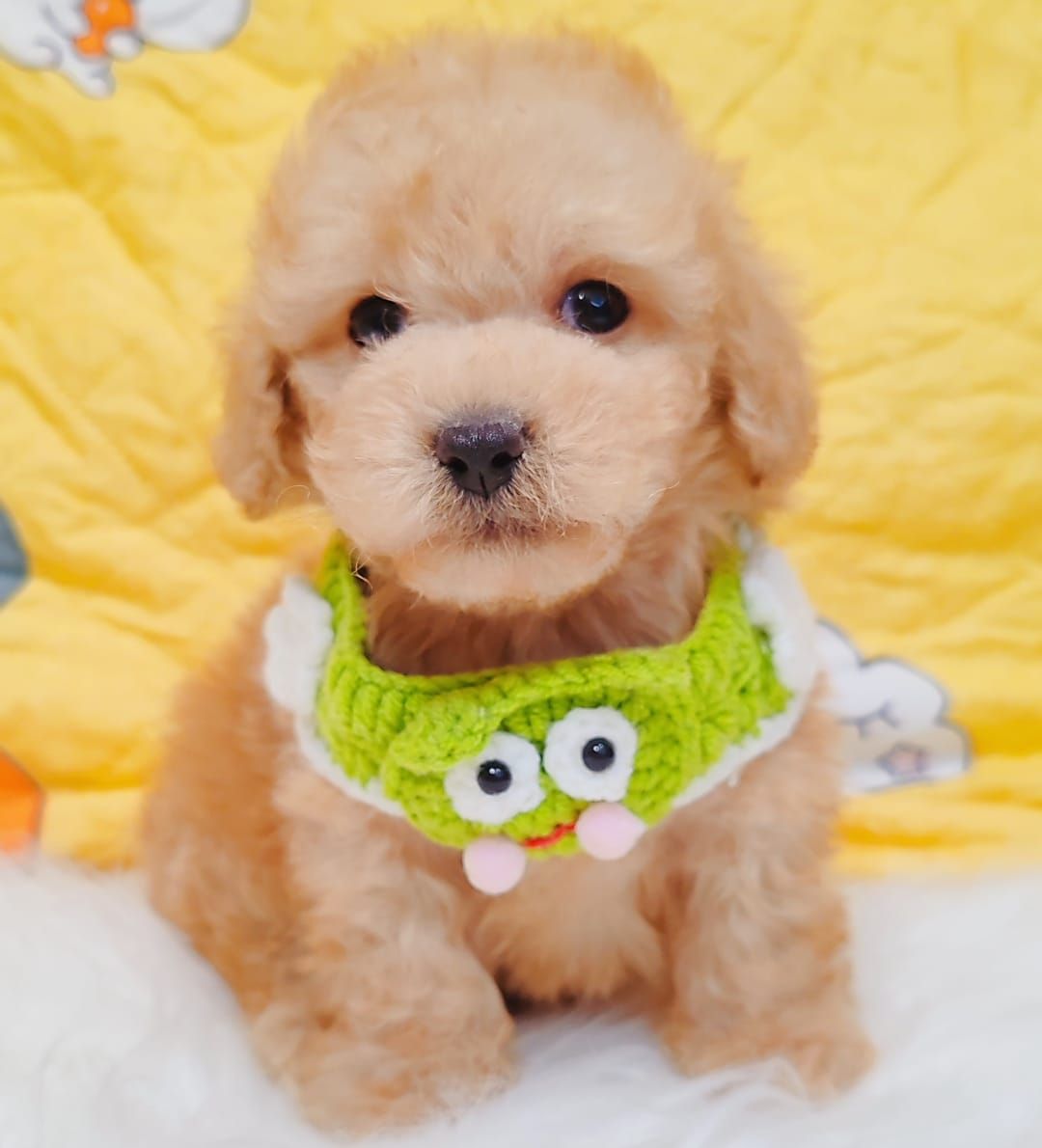 Poodle 娉拌开璐靛
