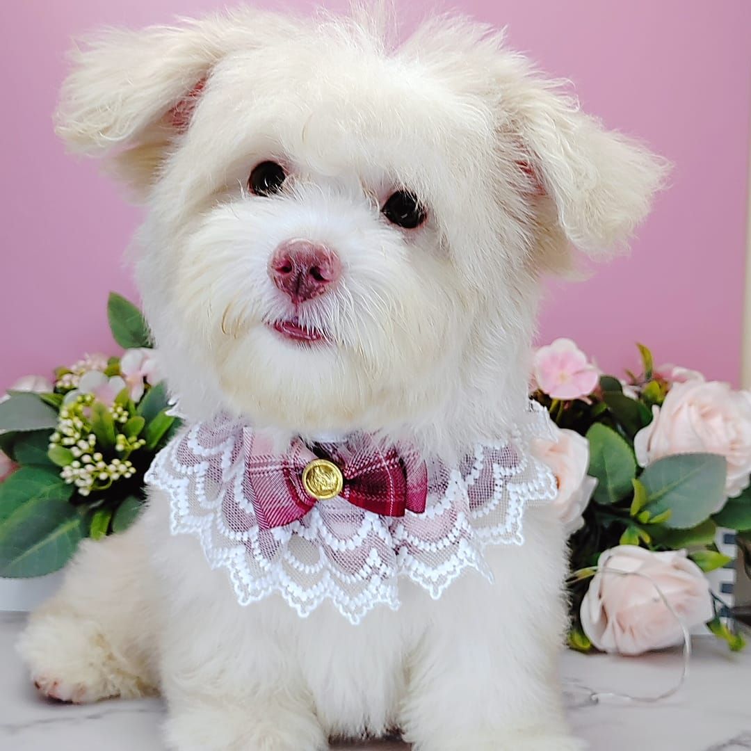 Maltipoo 马尔泰迪