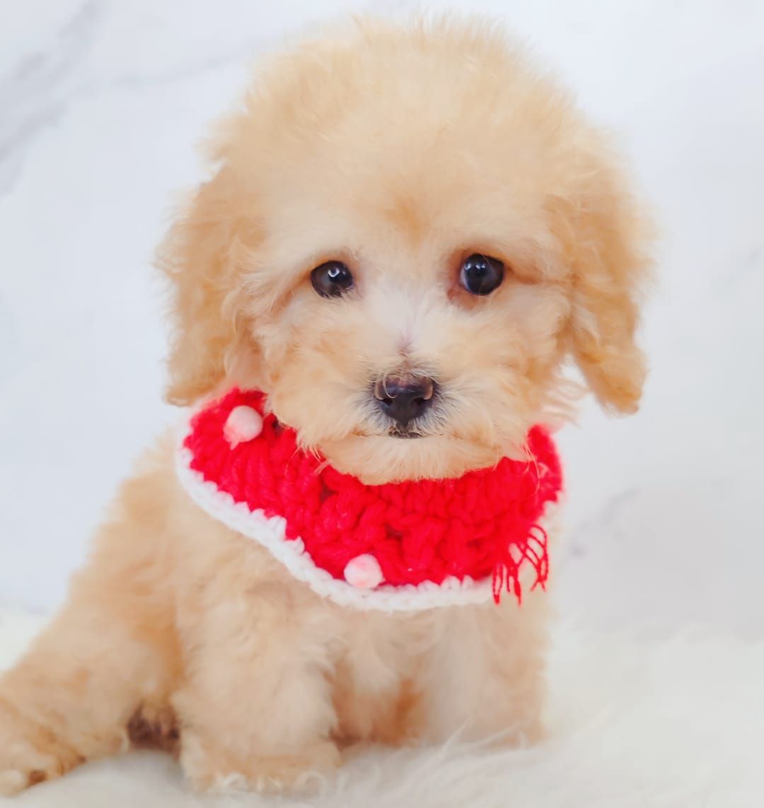 Poodle 娉拌开璐靛