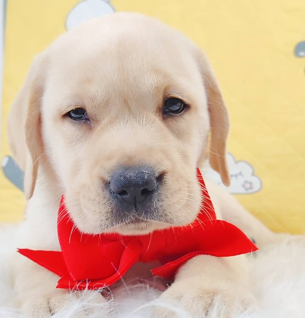 Labrador Retriever 拉布拉多