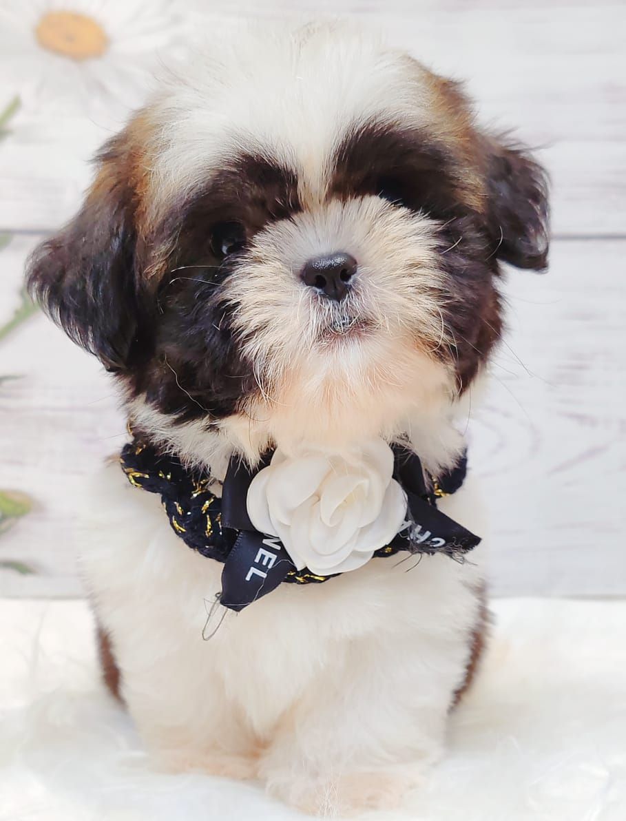 Shih Tzu 西施