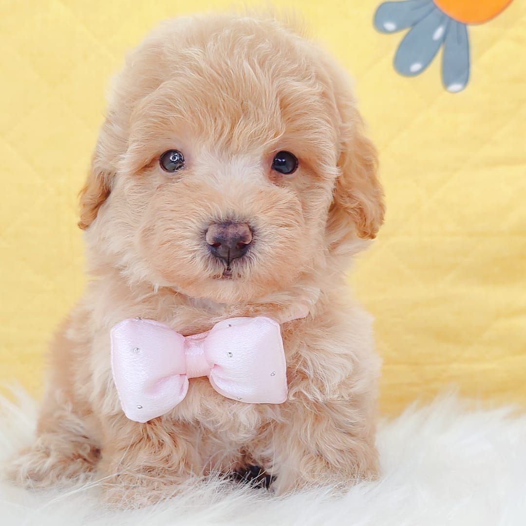 Maltipoo 马尔泰迪