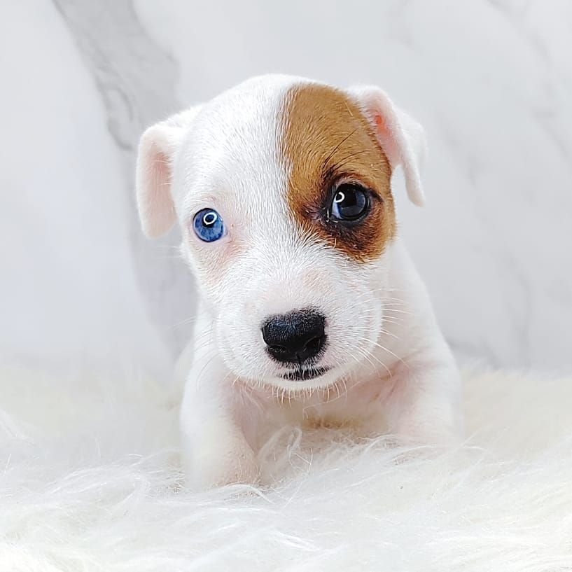 Jack Russell Terrier 杰克罗素梗