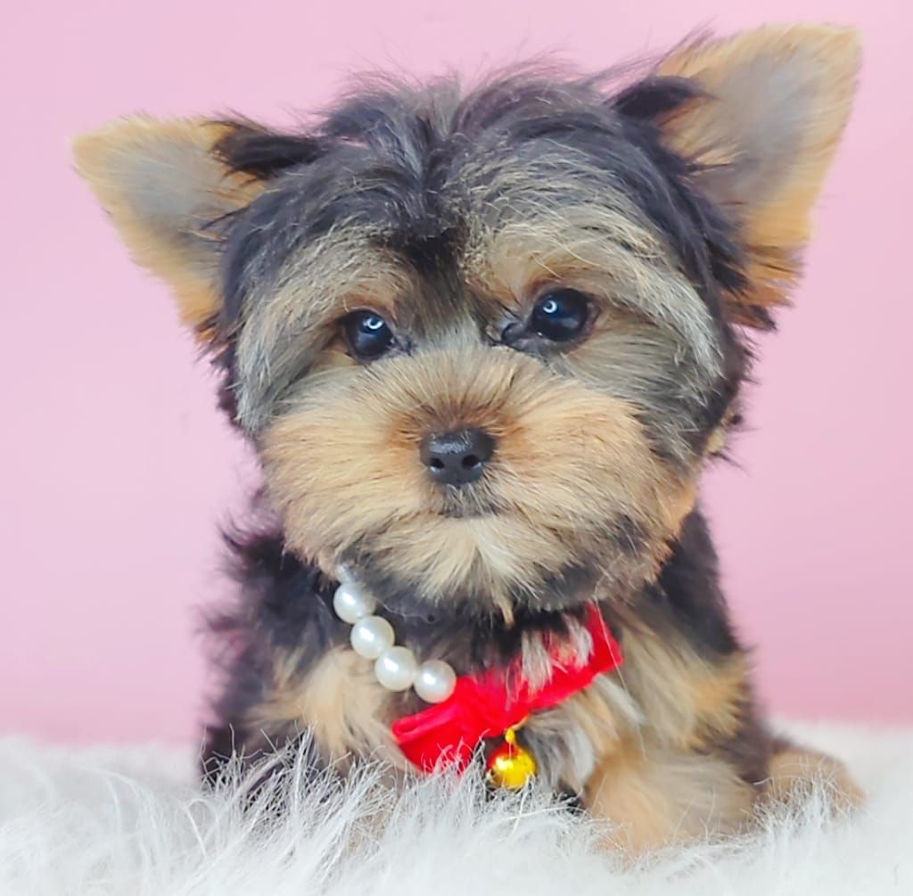 Yorkshire Terrier 约克夏