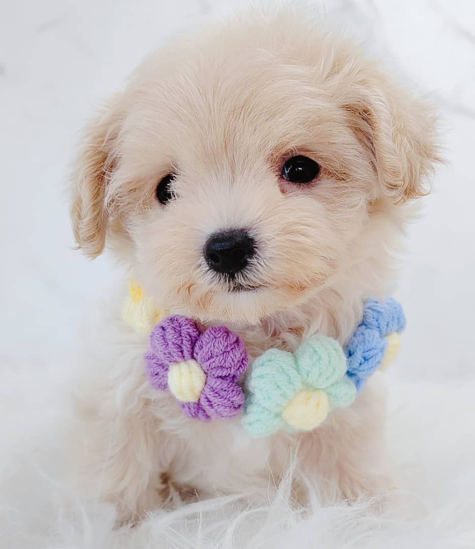 Maltipoo 马尔泰迪